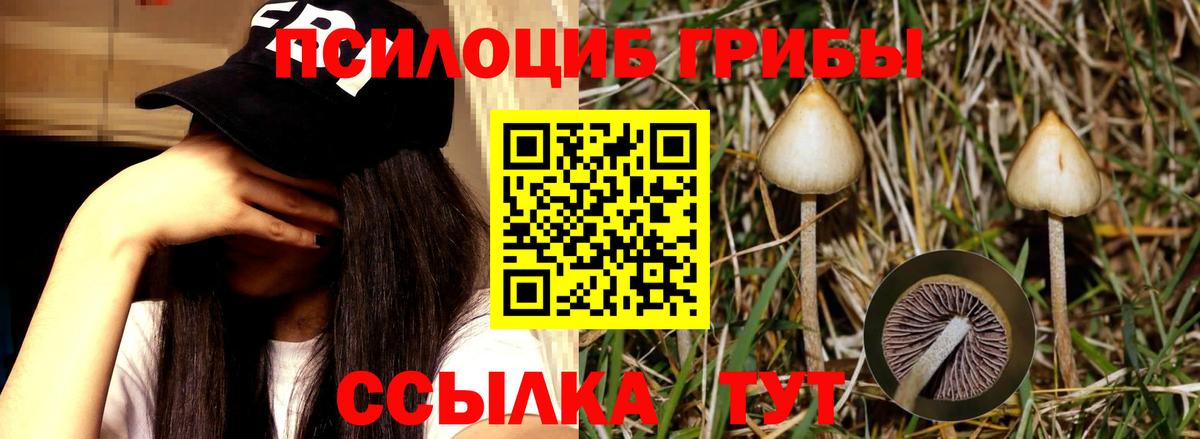 Псилоцибиновые грибы Psilocybine cubensis Мончегорск